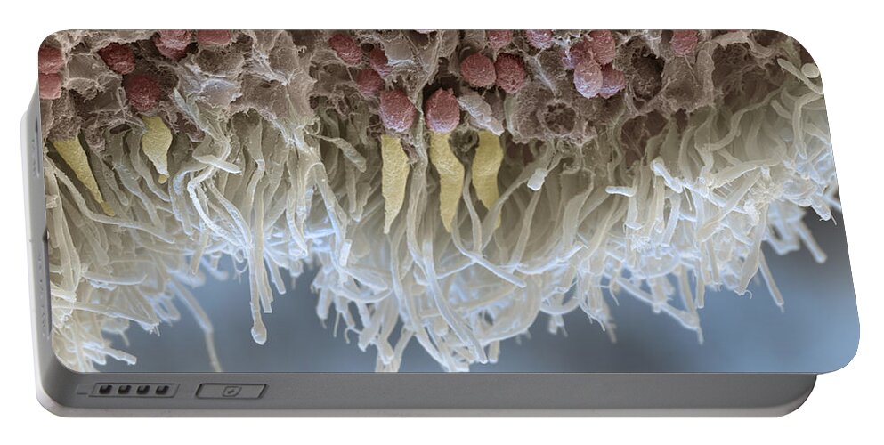 Anatomy Portable Battery Charger featuring the photograph Retina #2 by Oliver Meckes EYE OF SCIENCE