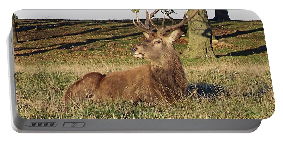 Knutsford Portable Battery Charger featuring the photograph 28/11/18 TATTON PARK. Stag in The Park. by Lachlan Main