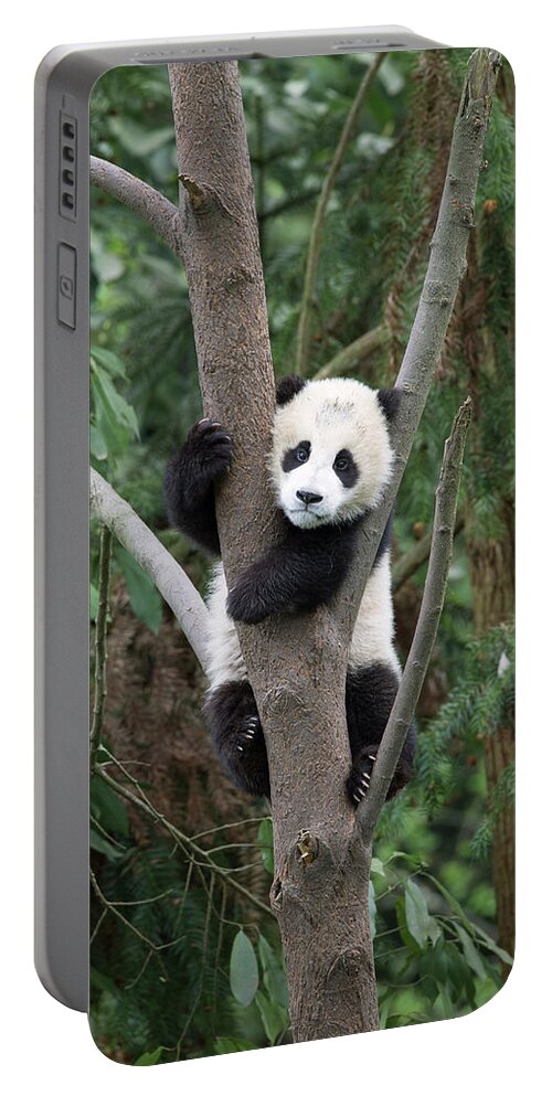 Suzi Eszterhas Portable Battery Charger featuring the photograph Giant Panda Cub In Tree #3 by Suzi Eszterhas