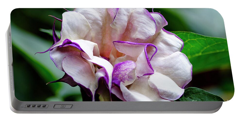 Brugmansia Portable Battery Charger featuring the photograph Purple Trumpet Flower #3 by Raul Rodriguez