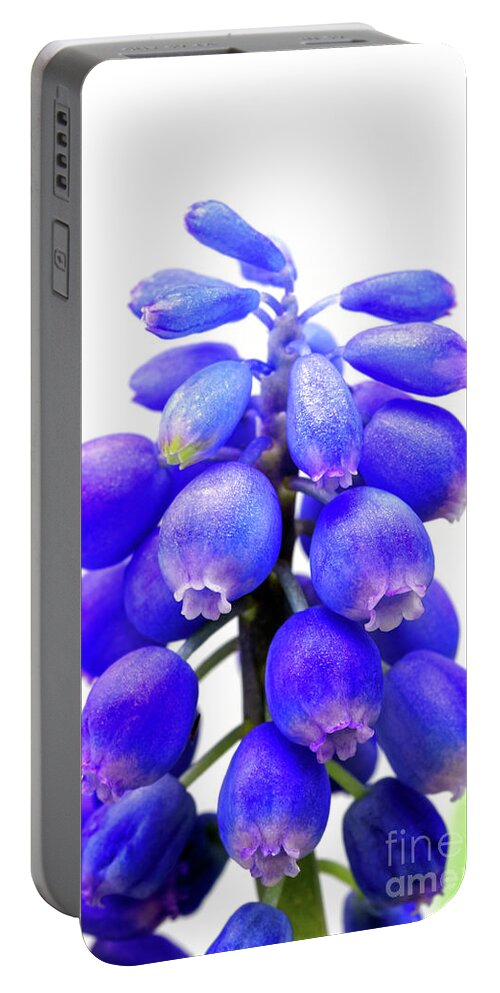 Tiny Portable Battery Charger featuring the photograph tiny blue bell cluster Grape hyacinth by Robert C Paulson Jr