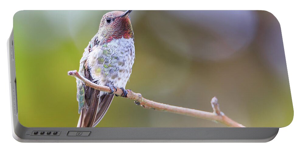 Animal Portable Battery Charger featuring the photograph Male Anna's Hummingbird #4 by Briand Sanderson