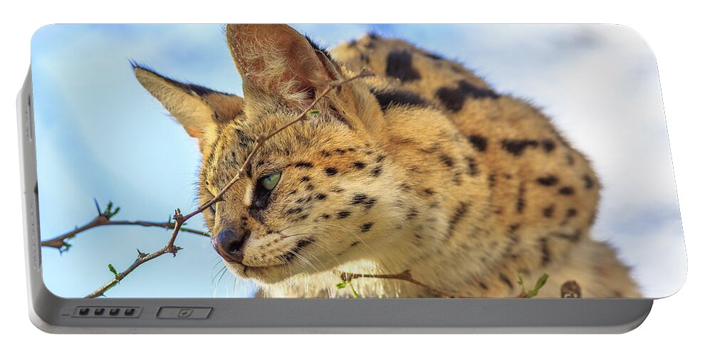 Serval Portable Battery Charger featuring the photograph Serval on a tree #4 by Benny Marty