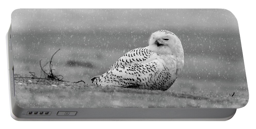 Owl Portable Battery Charger featuring the photograph Snowy Owl #4 by Cathy Kovarik