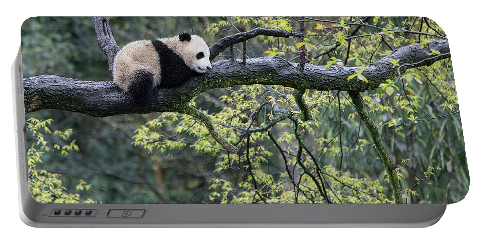 Suzi Eszterhas Portable Battery Charger featuring the photograph Giant Panda Cub In Tree #5 by Suzi Eszterhas