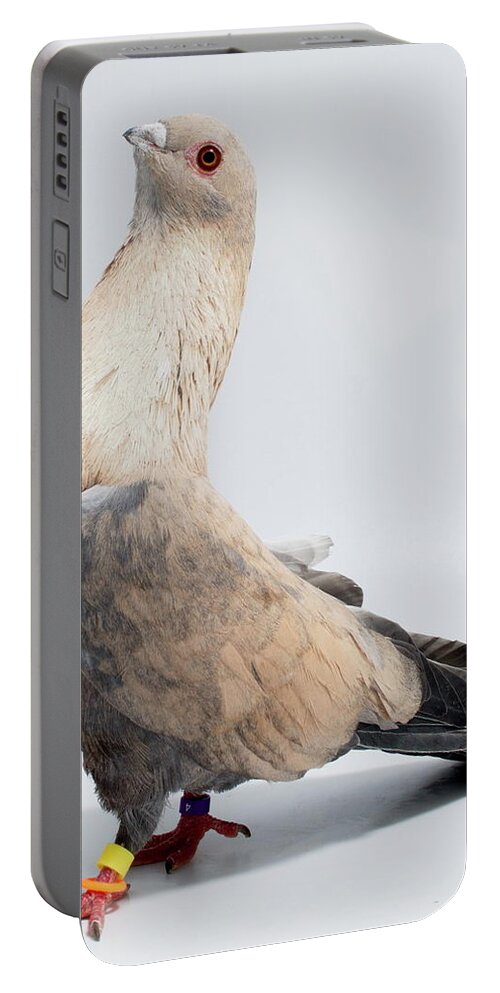 Bird Portable Battery Charger featuring the photograph Egyptian Swift Gkwgangy by Nathan Abbott