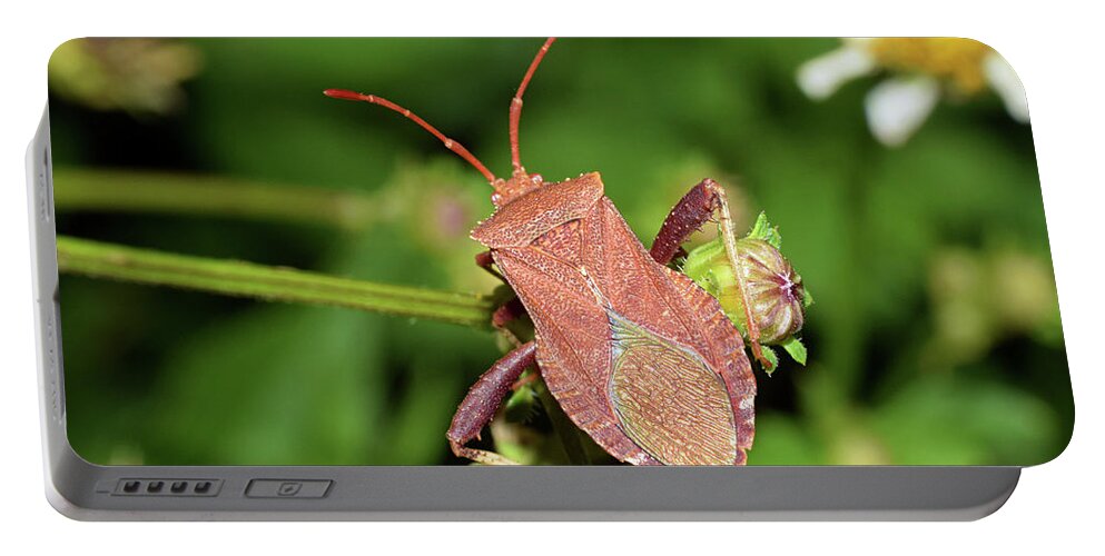 Photograph Portable Battery Charger featuring the photograph Leaf Footed Bug #6 by Larah McElroy