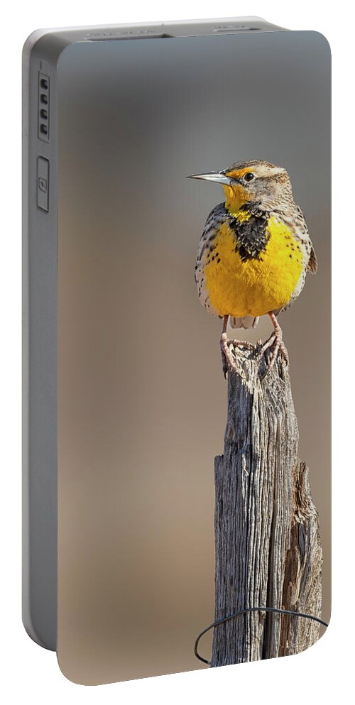 Meadowlarks Portable Battery Charger featuring the photograph A Meadowlark sits on a fence post by Gary Langley