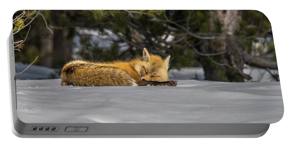 Napping Portable Battery Charger featuring the photograph A Nap In The Snow by Yeates Photography