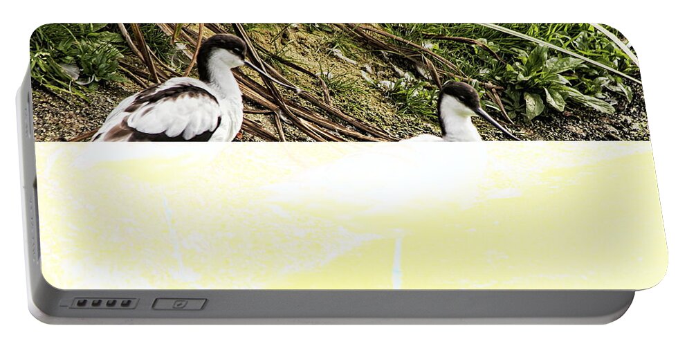 Avocet Portable Battery Charger featuring the photograph A Pair Of Avocet by Jeff Townsend