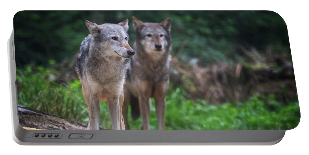Wolf Portable Battery Charger featuring the photograph A pair of Mackenzie Valley wolves by Jane Rix