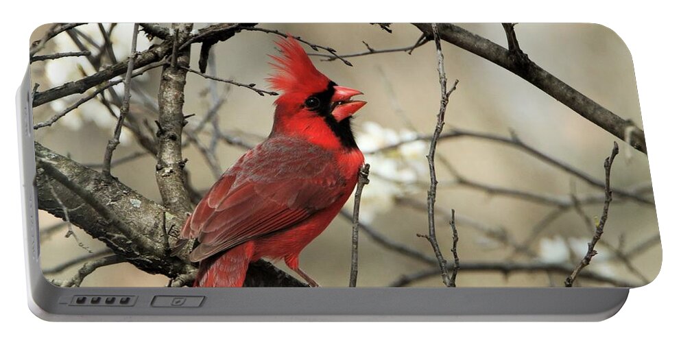 Nature Portable Battery Charger featuring the photograph A Song For Spring by Sheila Brown