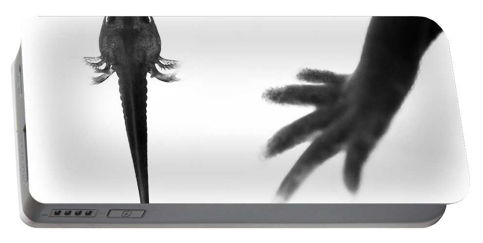 Animal Portable Battery Charger featuring the photograph A Young Axolotl Without Limbs, With The Leg Of An Adult In by Alejandro Prieto / Naturepl.com
