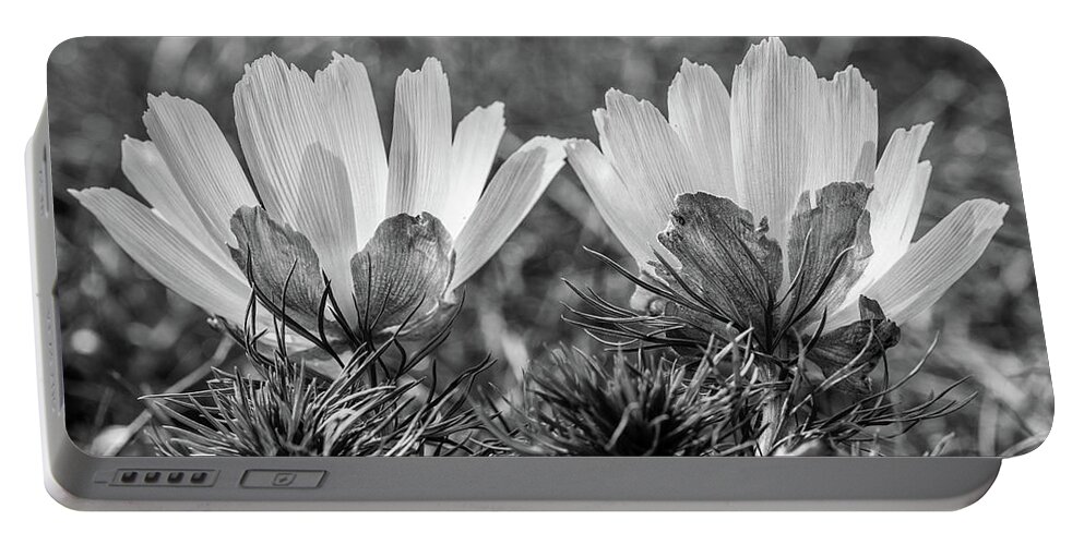 Adonis Vernalis Portable Battery Charger featuring the photograph Adonis vernalis in monochrome by Andreas Levi