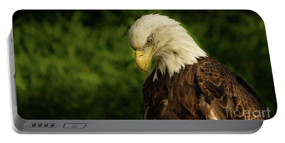 Bird Portable Battery Charger featuring the photograph Adult bald eagle by Sam Rino