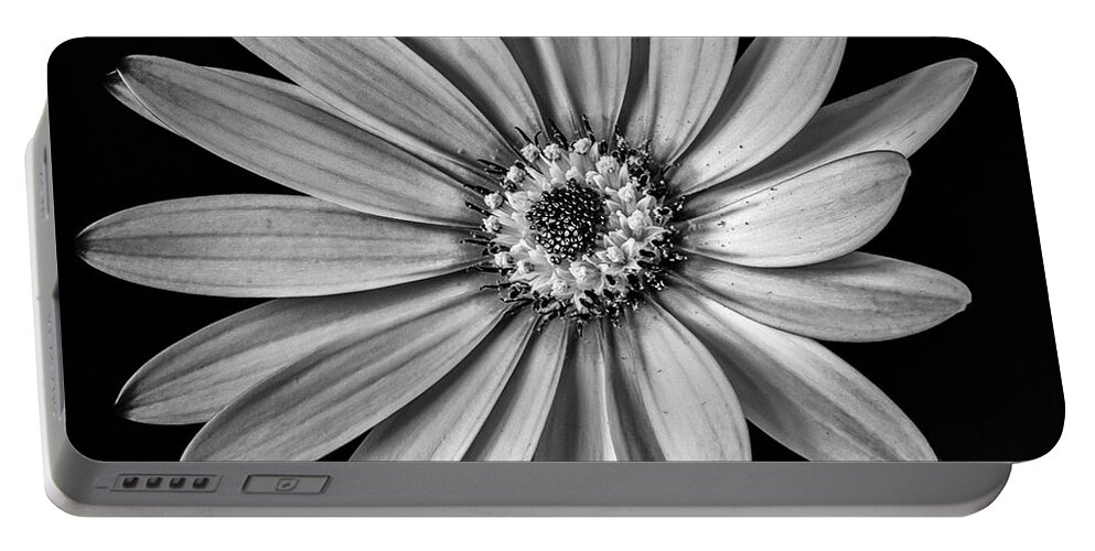 Osteospermum Portable Battery Charger featuring the photograph African Daisy 1 by Nigel R Bell