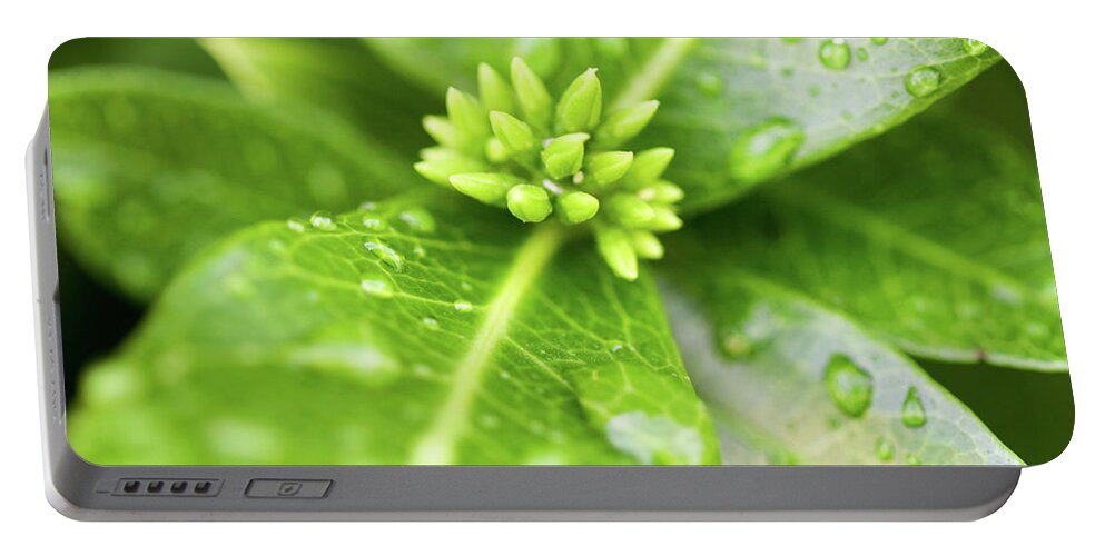 Greenery Portable Battery Charger featuring the photograph After the Rainstorm by Mary Anne Delgado