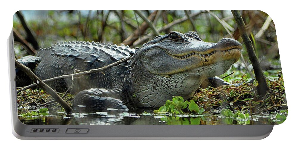 Alligator Portable Battery Charger featuring the photograph Alligator Staredown by Gene Bollig