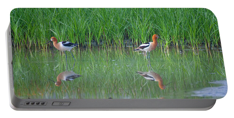 Bird Portable Battery Charger featuring the photograph American Avocet Pair by Anthony Jones