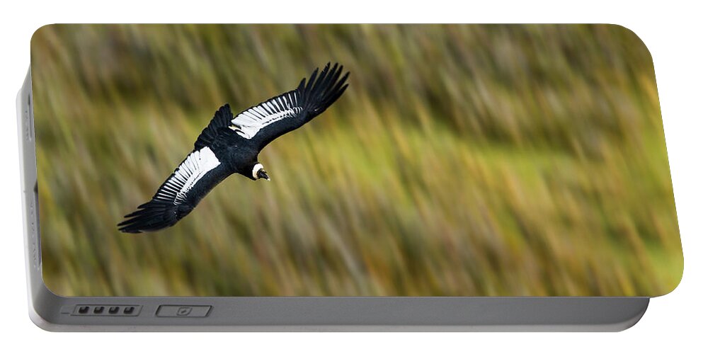 Sebastian Kennerknecht Portable Battery Charger featuring the photograph Andean Condor Flying Over Torres Del Paine by Sebastian Kennerknecht