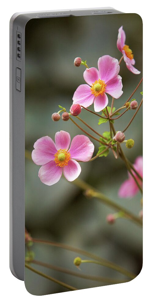 Garden Portable Battery Charger featuring the photograph Anemone by Garden Gate magazine