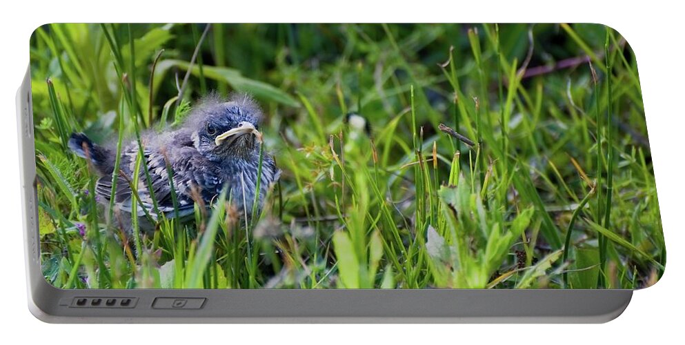 Mockingbird Portable Battery Charger featuring the photograph Angry Bird Fledgling Mockingbird in Grass by T Lynn Dodsworth