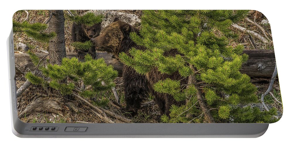 Bear Portable Battery Charger featuring the photograph Another Beryl Mother's Day by Yeates Photography