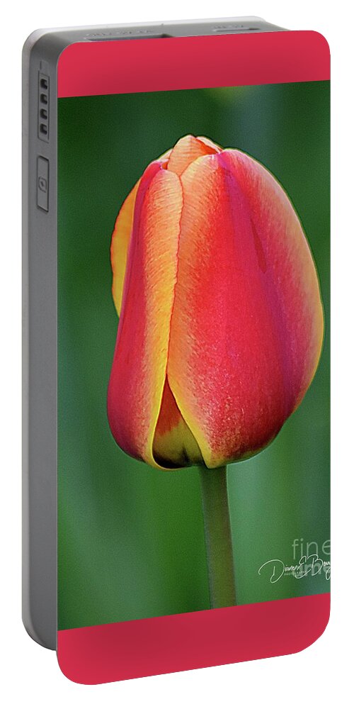 Tulip Portable Battery Charger featuring the photograph Apeldoorn Tulip Portrait by Diane E Berry