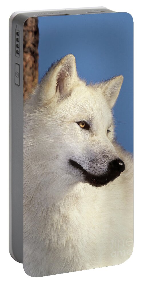 Arctic Wolf Portable Battery Charger featuring the photograph Arctic Wolf Portrait wildlife rescue by Dave Welling