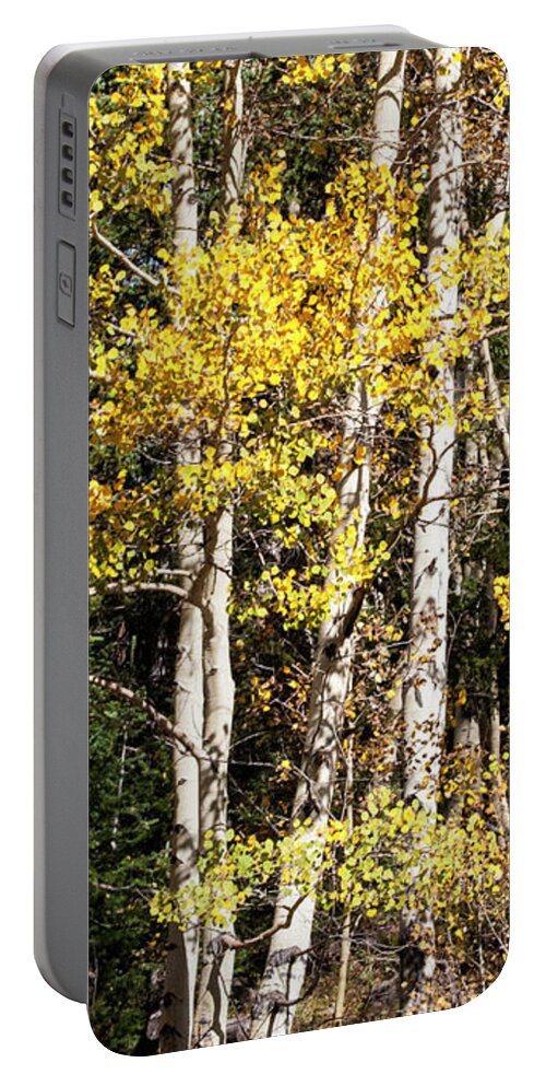 Aspen Trees Portable Battery Charger featuring the photograph Aspen Tree Group by Gene Bollig