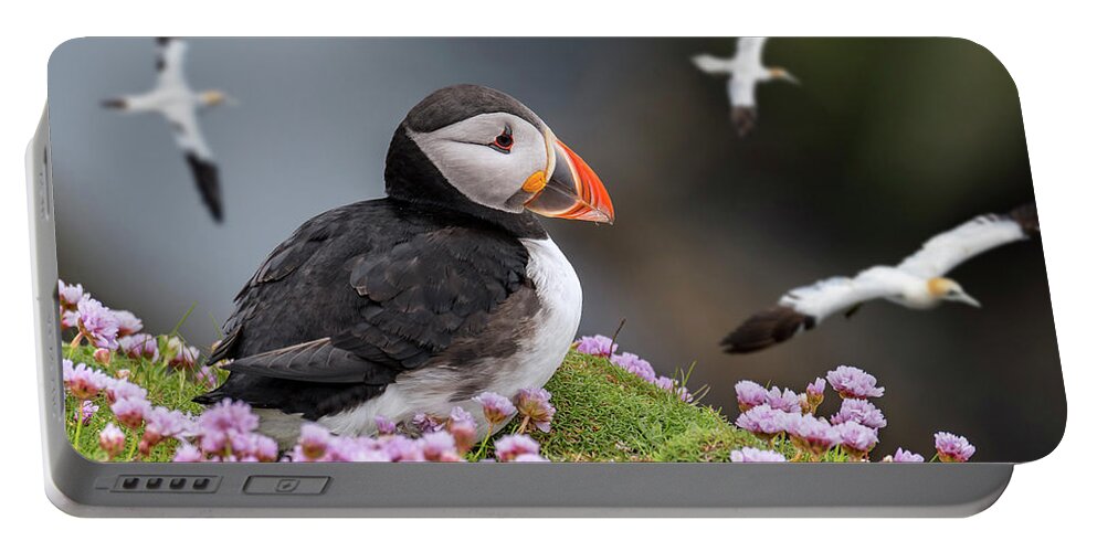 Atlantic Puffin Portable Battery Charger featuring the photograph Atlantic Puffin and Soaring Gannets by Arterra Picture Library
