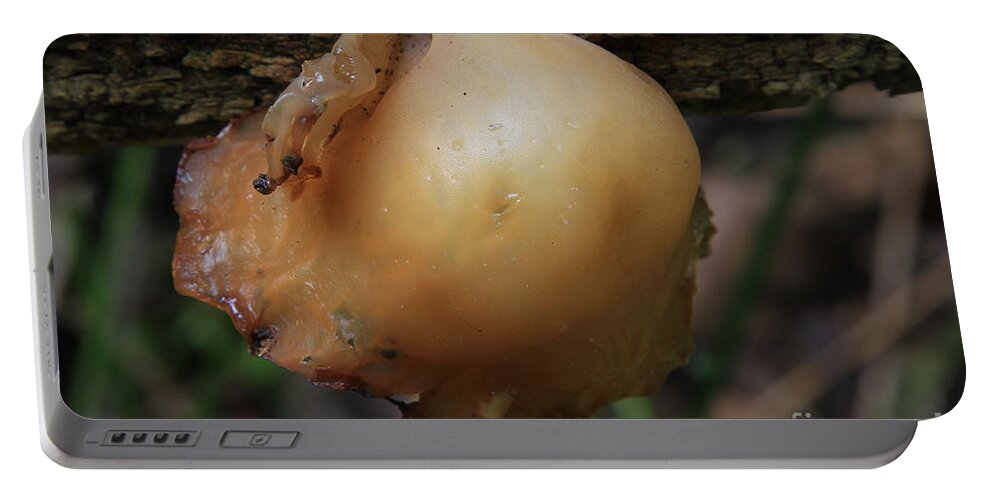 Fungus Portable Battery Charger featuring the photograph auricula judae/Wood Ear by Rick Rauzi