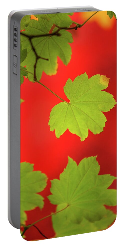 Nature Portable Battery Charger featuring the photograph Autumn by Bob Cournoyer