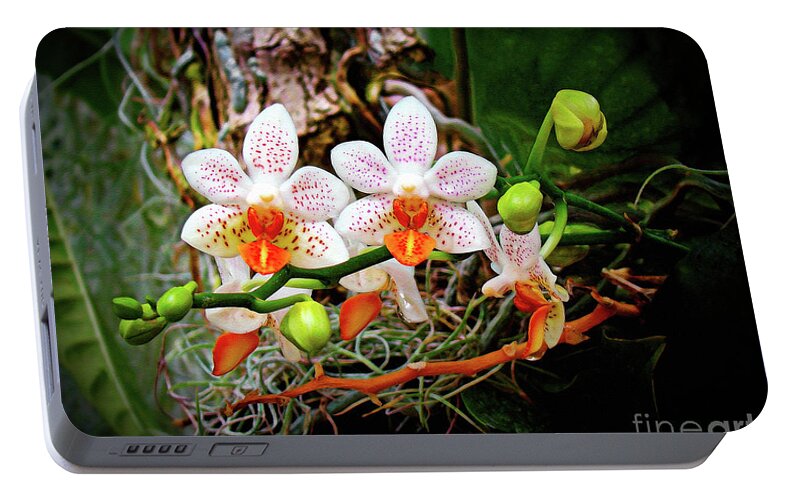 Orchid Portable Battery Charger featuring the photograph Autumn Colored Orchids by Sue Melvin