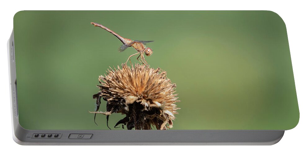 Female Autumn Meadowhawk Portable Battery Charger featuring the photograph Autumn Meadowhawk 2018-2 by Thomas Young