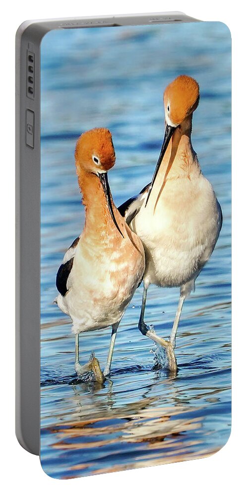 Avocets Portable Battery Charger featuring the photograph Avocet dance by Judi Dressler