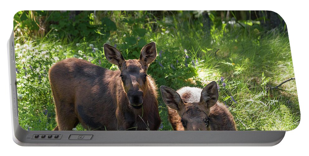 Alaska Portable Battery Charger featuring the photograph Baby Moose in Woods by Scott Slone
