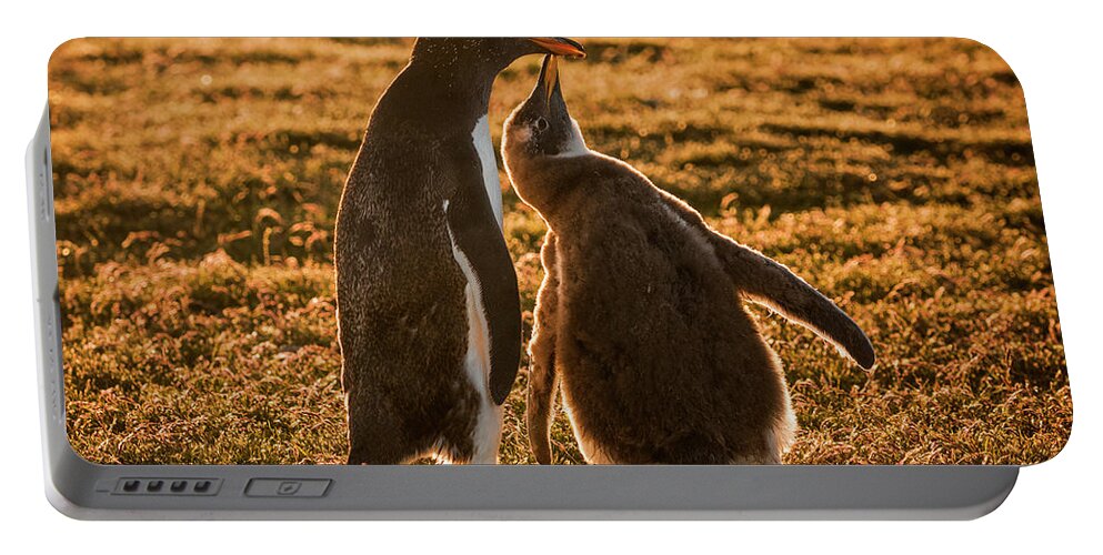 Affection Portable Battery Charger featuring the photograph Backlit Gentoo And Begging Chick by Tui De Roy