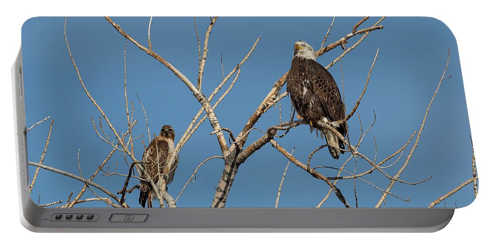 Bald Eagle Portable Battery Charger featuring the photograph Bald Eagle and Red Tailed Hawk Share a Roost by Tony Hake