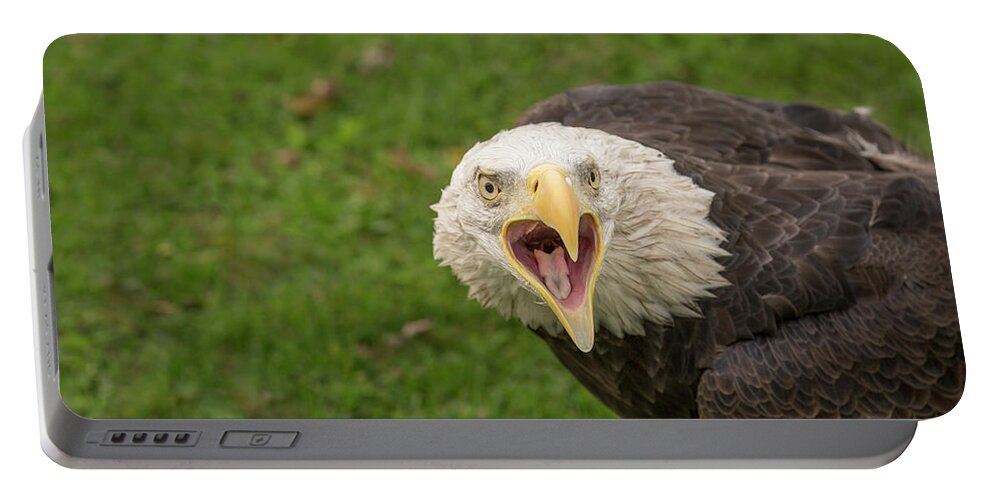Haliaeetus Leucocephalus Portable Battery Charger featuring the photograph Bald Eagle by Lindley Johnson