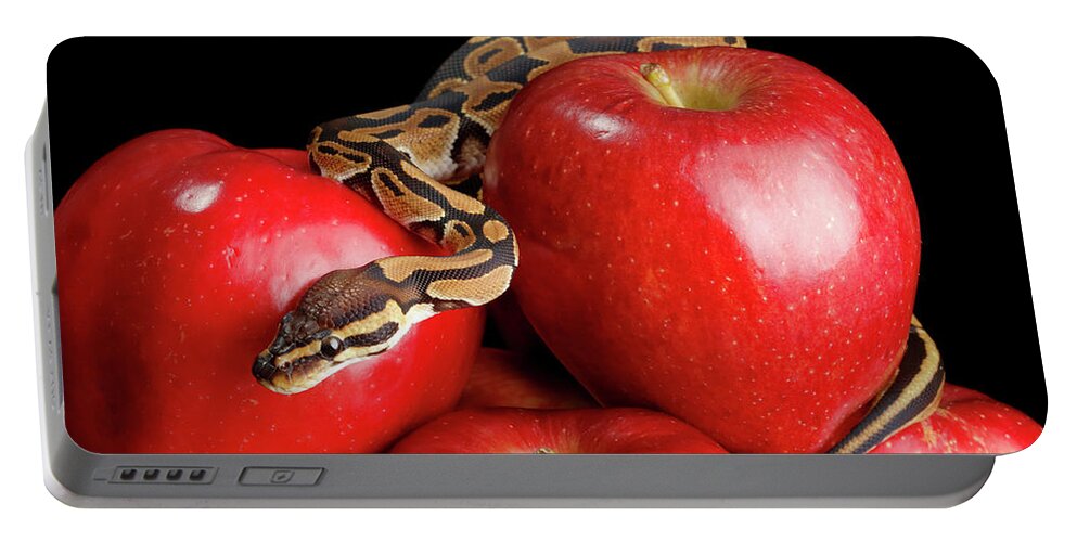 Animals Portable Battery Charger featuring the photograph Ball Python On Red Apples by David Kenny