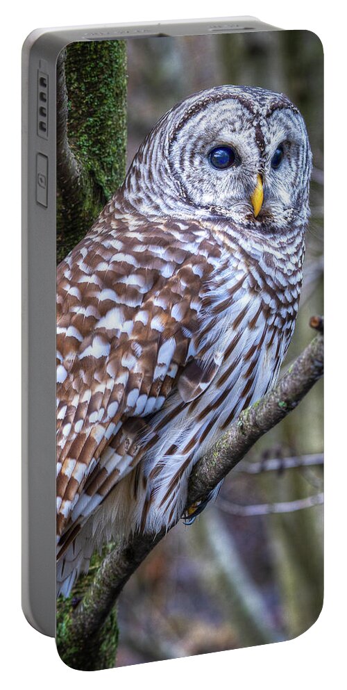 Barred Owl Portable Battery Charger featuring the photograph Barred Owl by Brad Bellisle