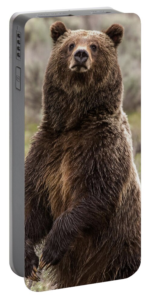 Grizzly Bear Portable Battery Charger featuring the photograph Bear 399 by Steve Stuller