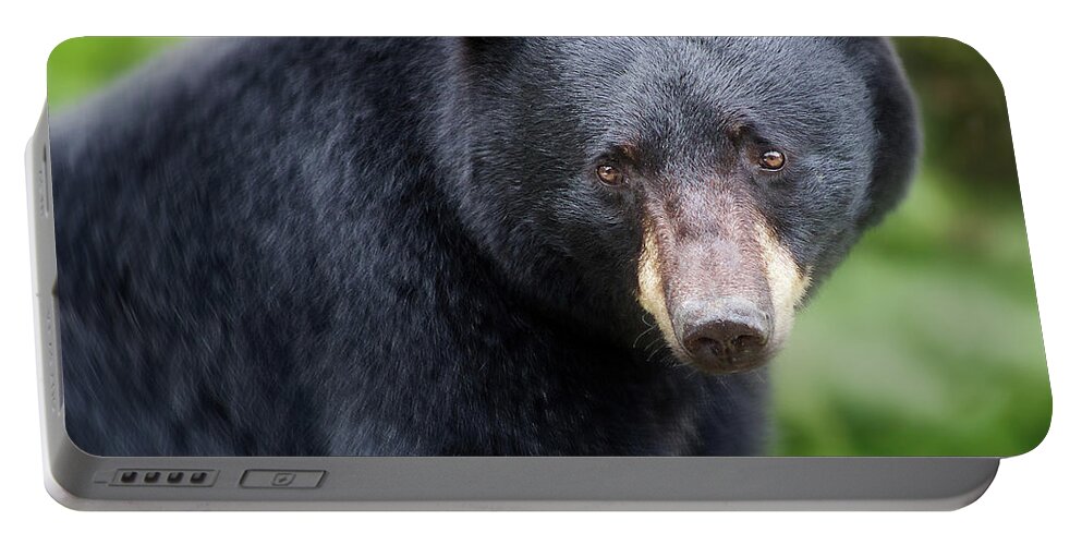 Black Bear Portable Battery Charger featuring the photograph Bear Stare by Jerry LoFaro