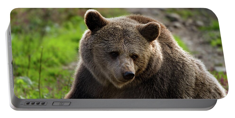 Grizzly Bear Portable Battery Charger featuring the photograph Bear with me by Sam Rino
