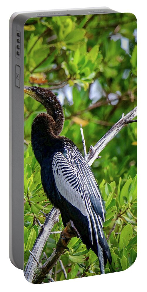 Pose Portable Battery Charger featuring the photograph Beautiful Anhinga by Susan Rydberg