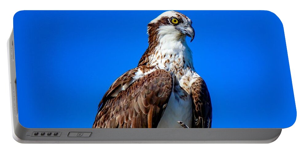 Bird Portable Battery Charger featuring the photograph Beautiful Osprey by Susan Rydberg