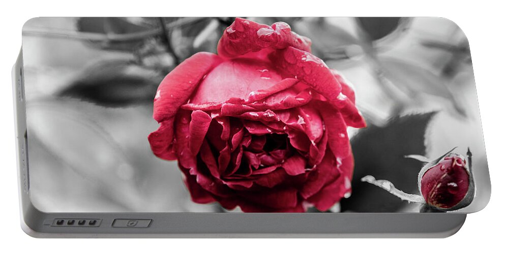 Photo Portable Battery Charger featuring the photograph Beautiful Red Rose by Jason Hughes