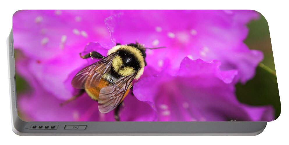 Maine Portable Battery Charger featuring the photograph Bee on Azalea by Alana Ranney