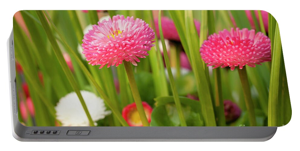 Spring Portable Battery Charger featuring the photograph Bellis daisies in spring time closeup by Simon Bratt